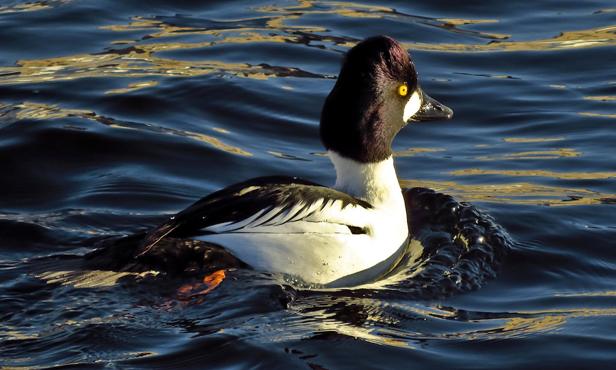 Common Goldeneye - ML646733475