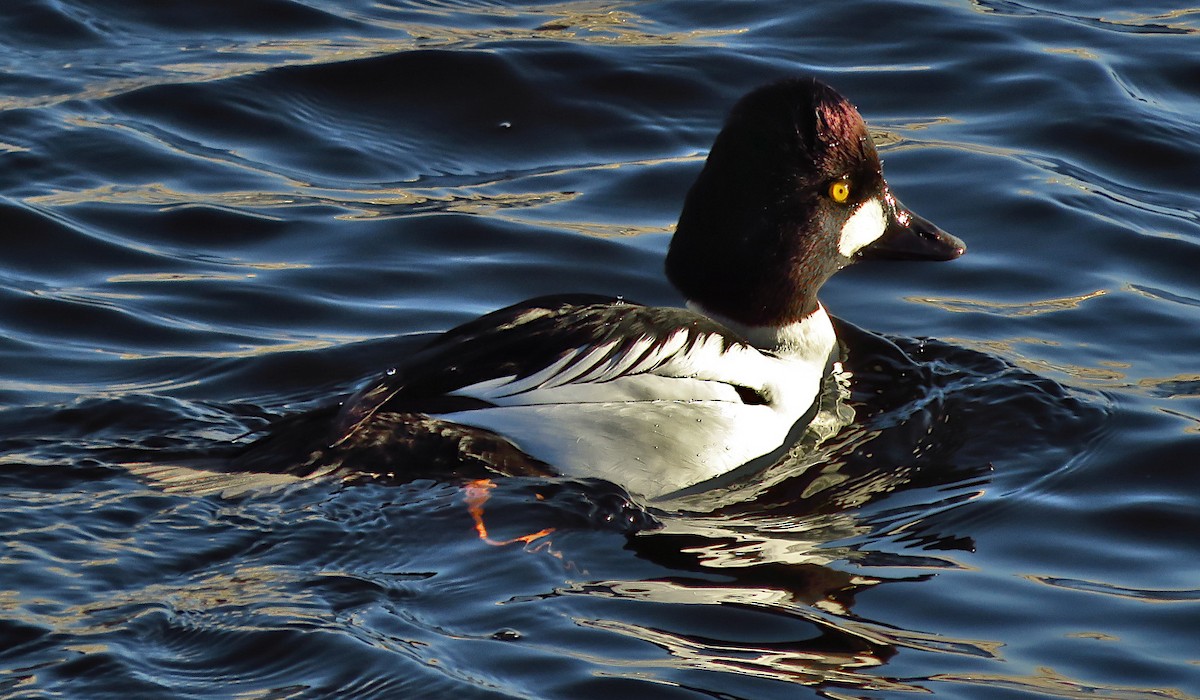 Common Goldeneye - ML646733476