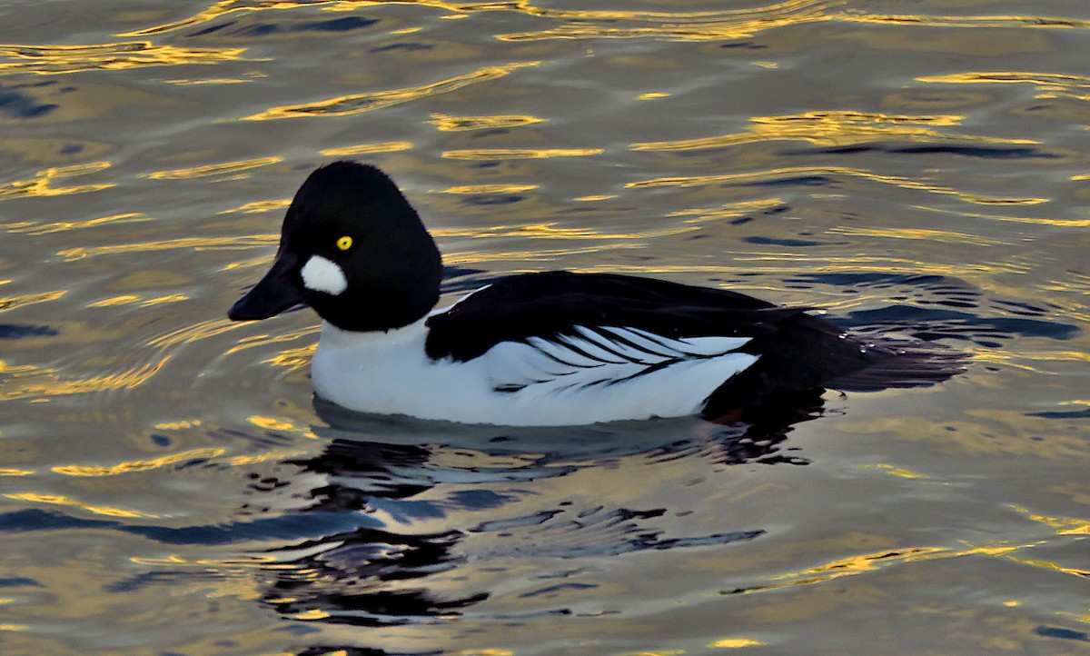 Common Goldeneye - ML646733477