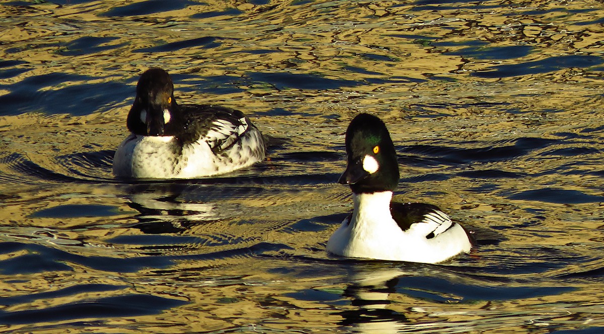 Common Goldeneye - ML646733478