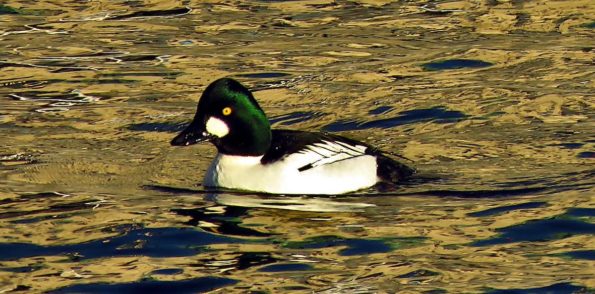 Common Goldeneye - ML646733479