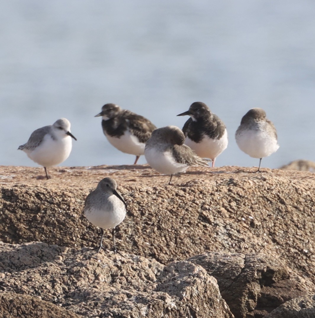 steinvender - ML646733481