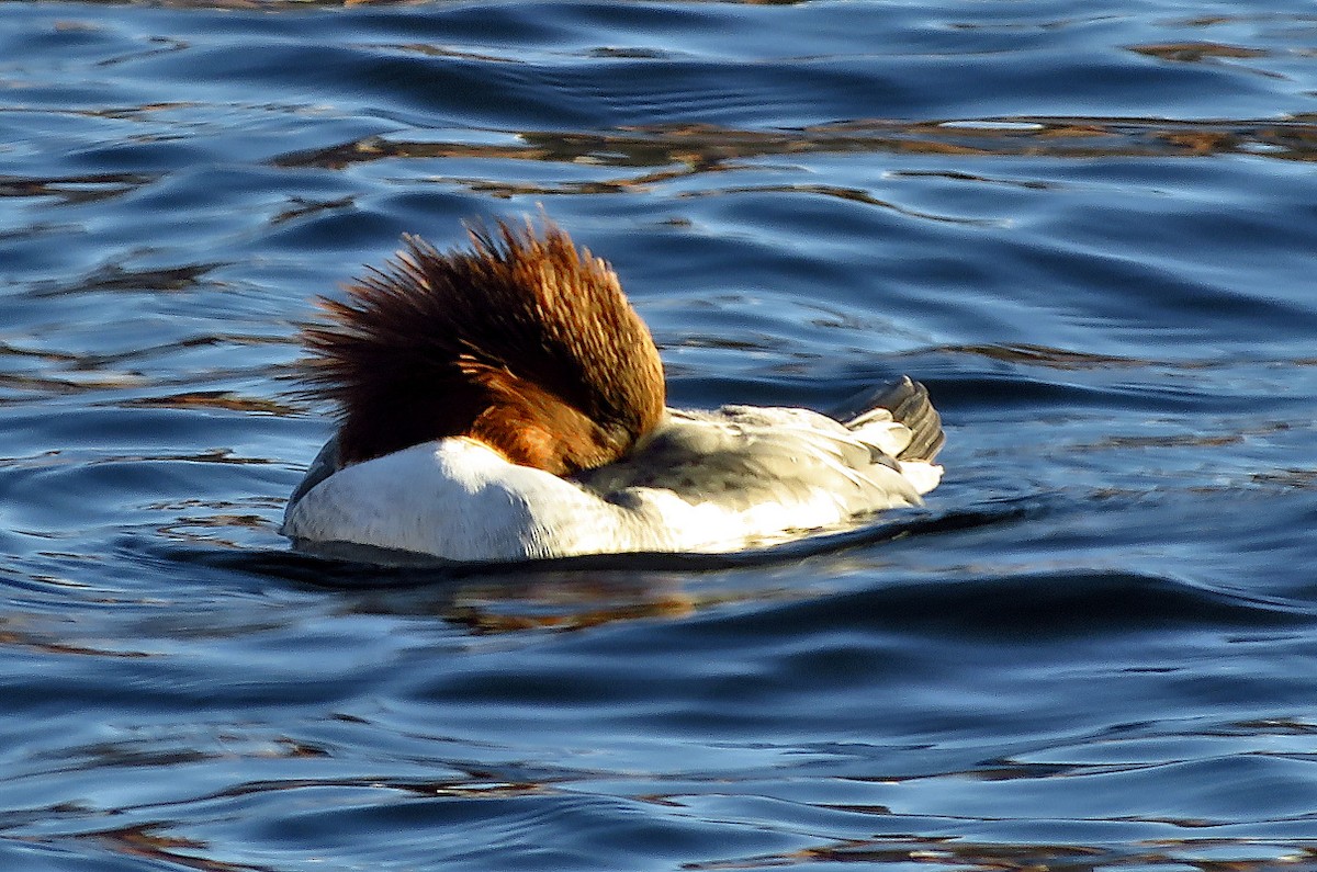 Common Merganser - ML646733482