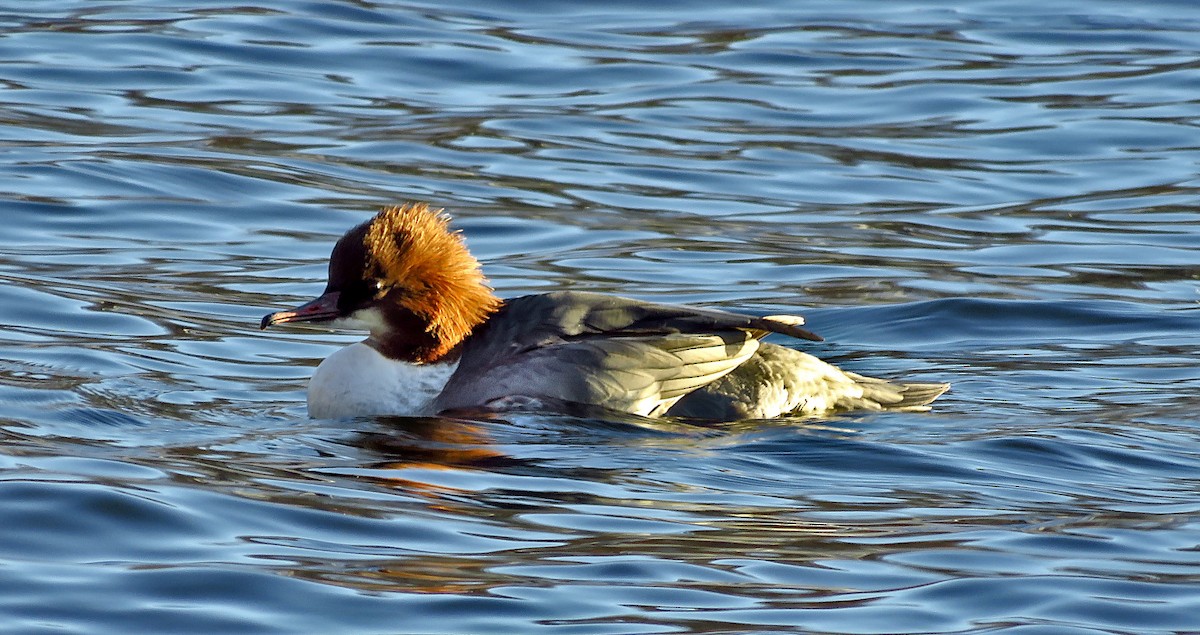Common Merganser - ML646733483
