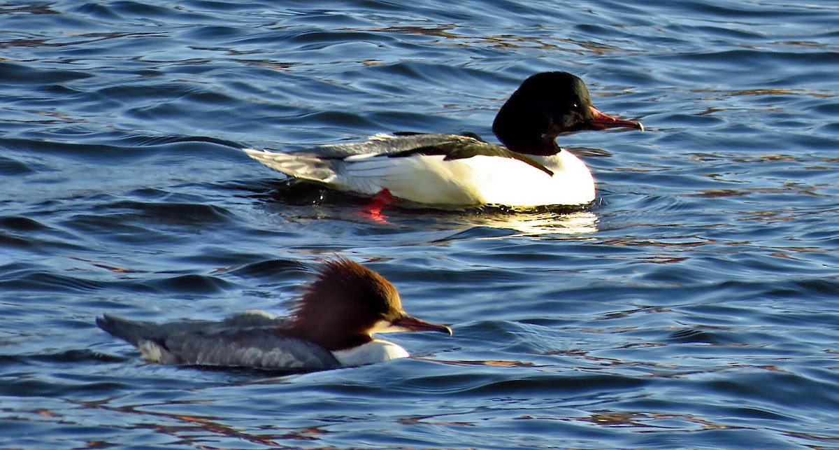 Common Merganser - ML646733484