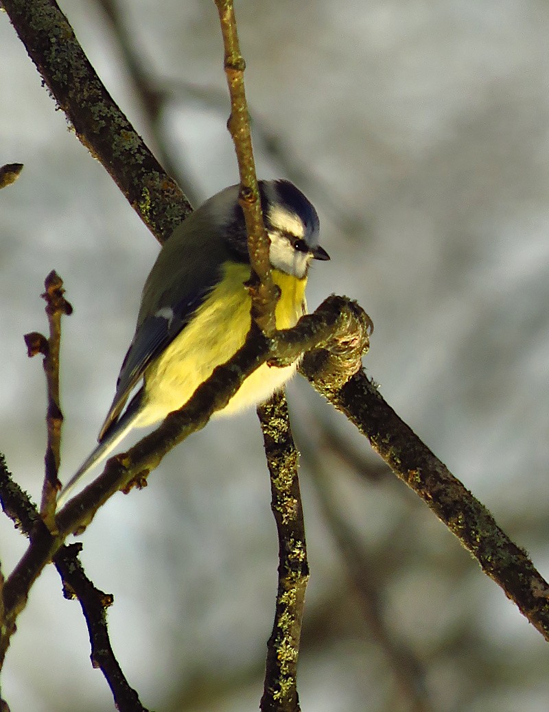Eurasian Blue Tit - ML646733488