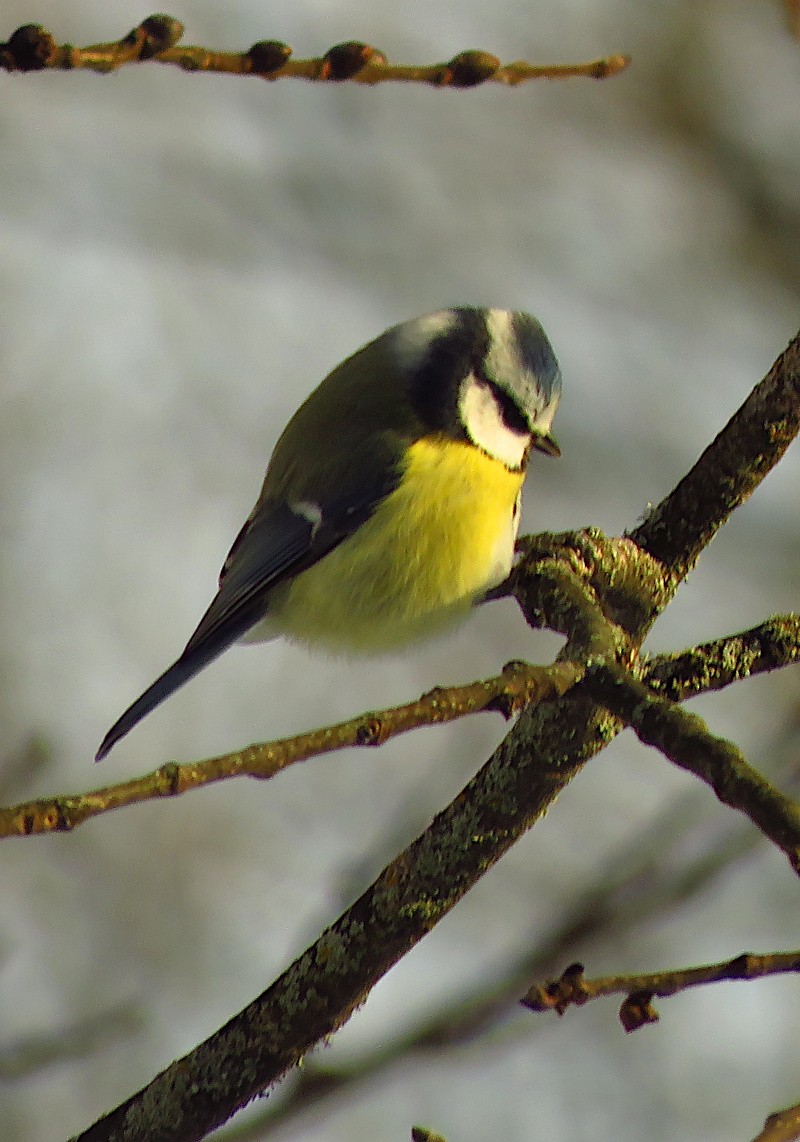Eurasian Blue Tit - ML646733489