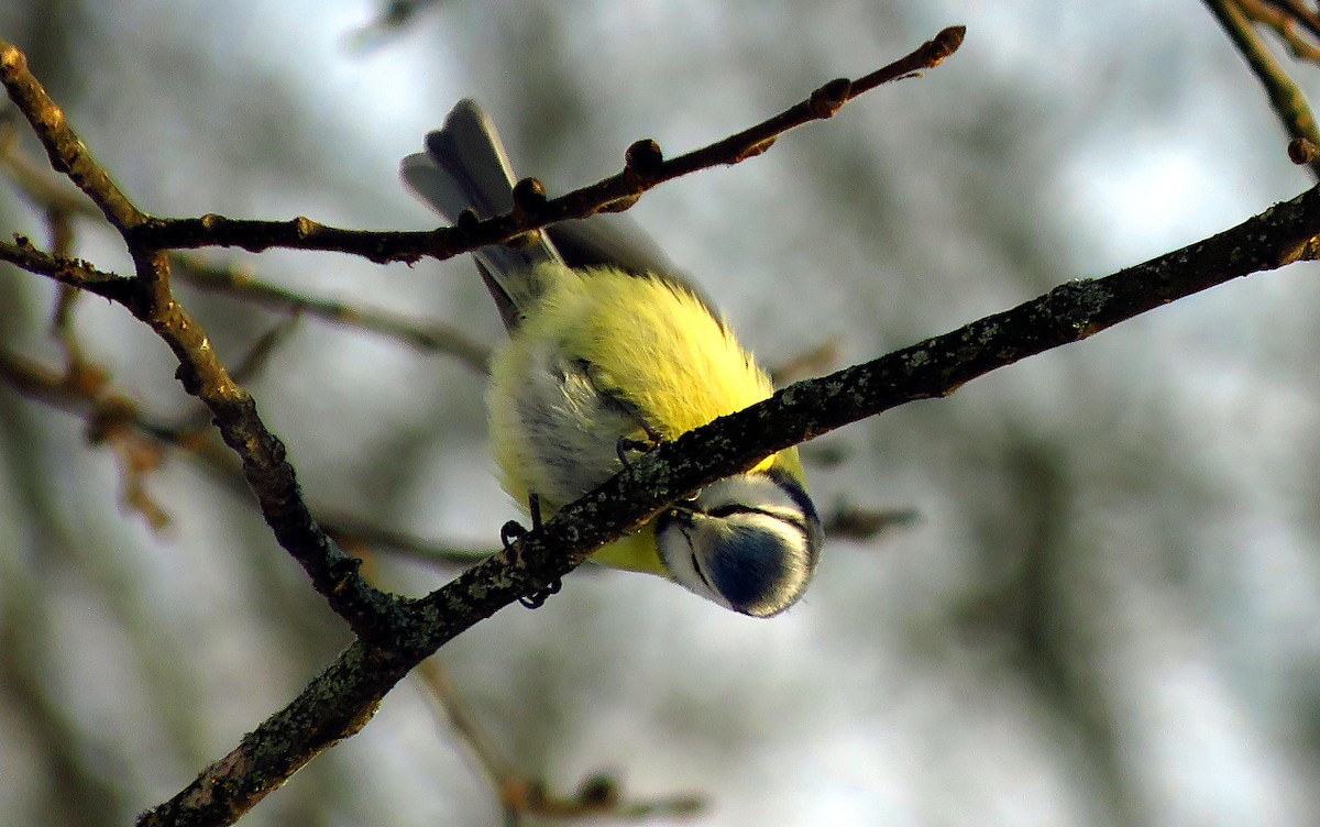Eurasian Blue Tit - ML646733490