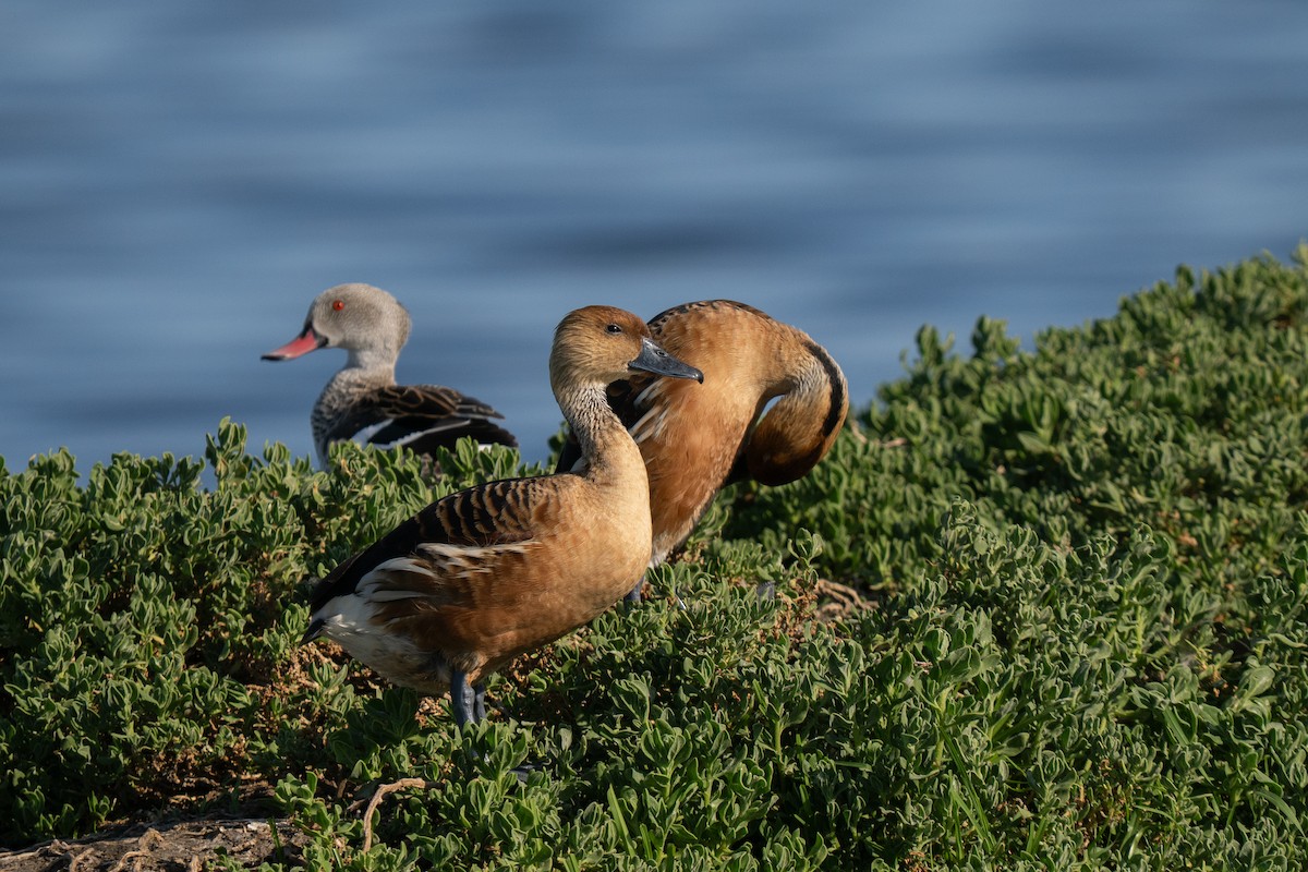 Fulvous Whistling-Duck - ML646733493