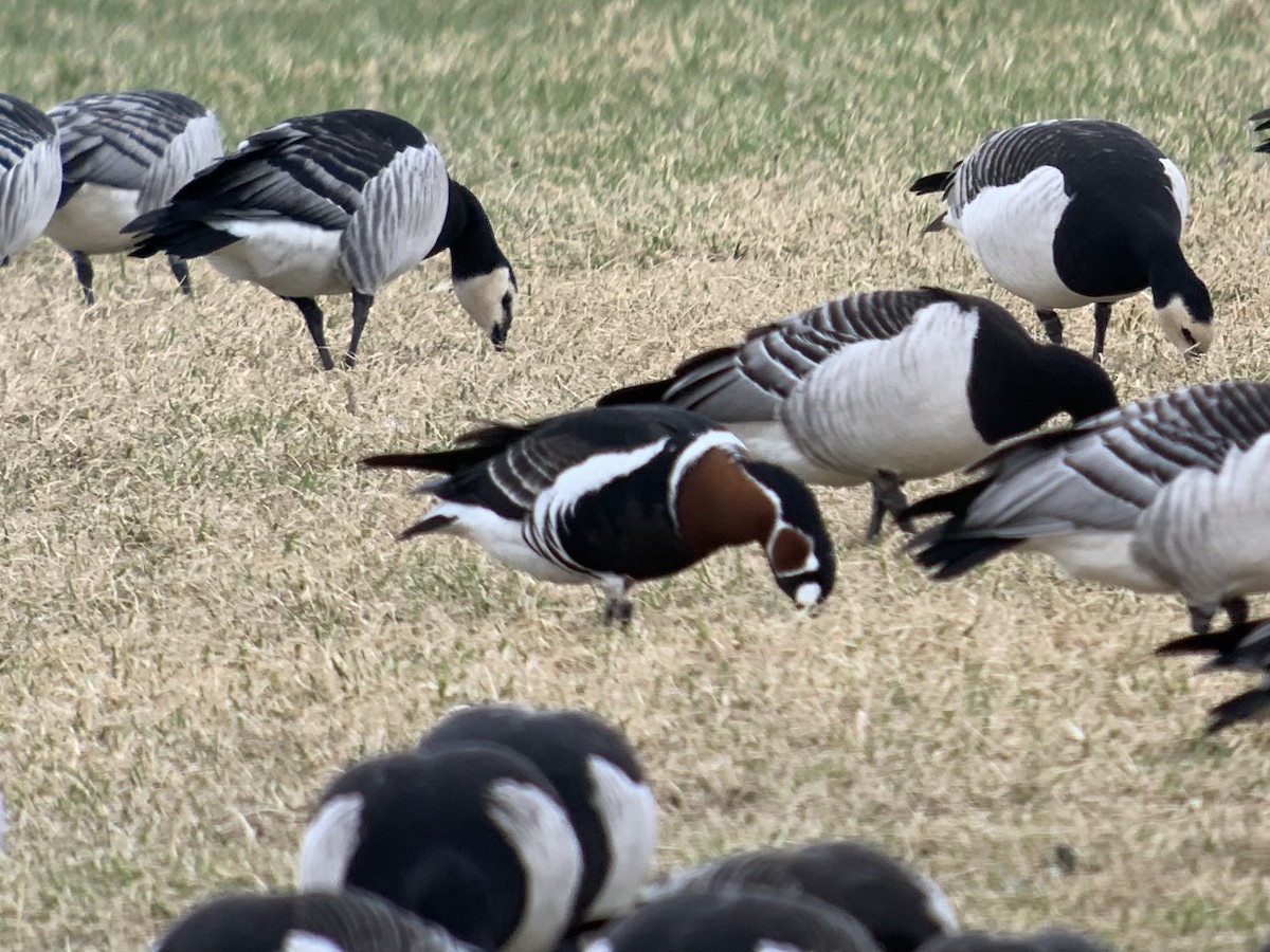 Bernache à cou roux - ML646733494