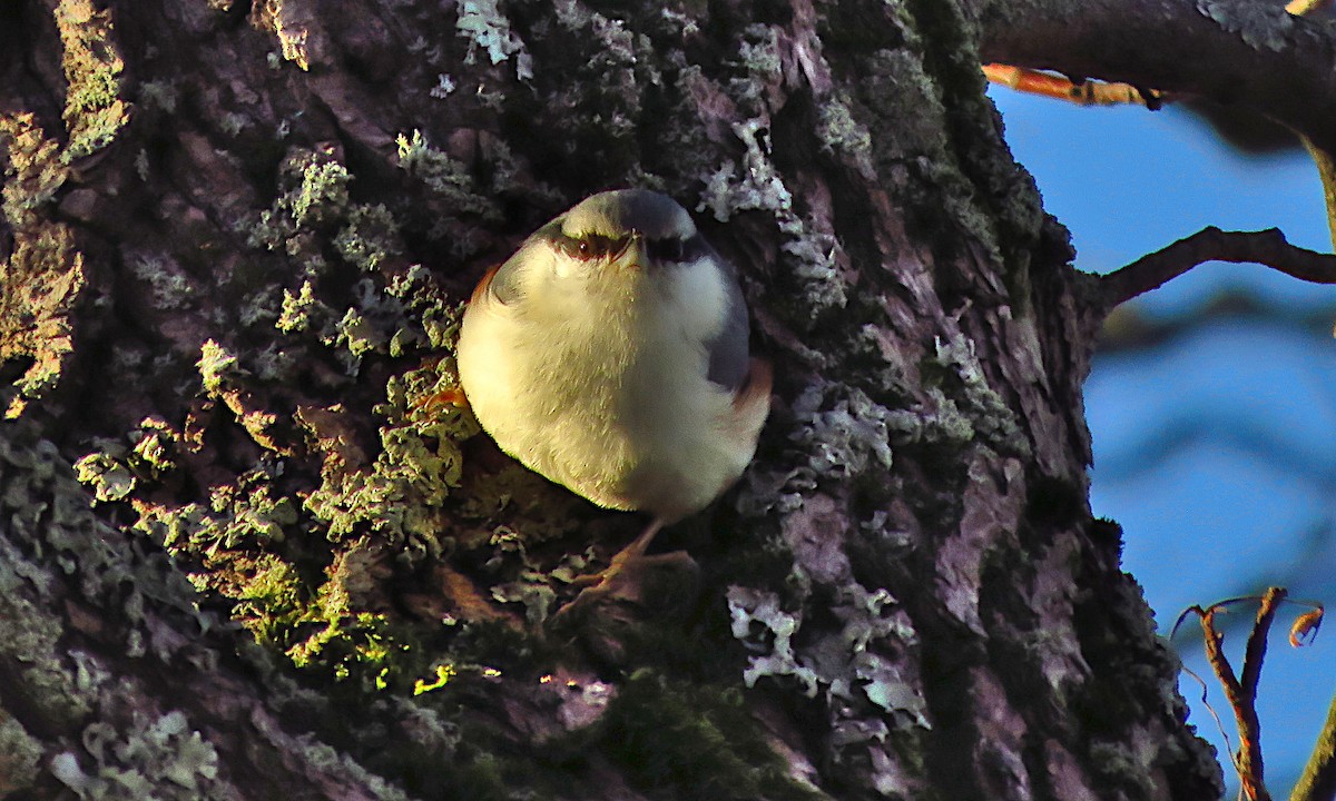 Garrapo eurasiarra - ML646733495