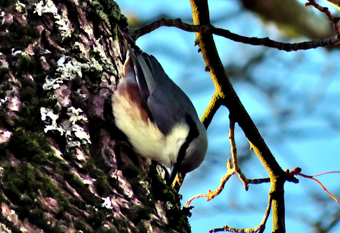 Garrapo eurasiarra - ML646733496