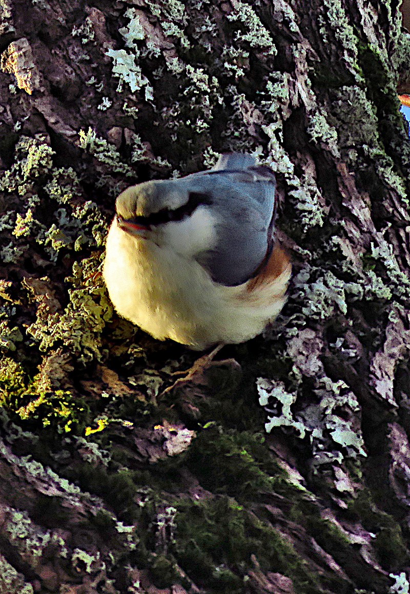 Garrapo eurasiarra - ML646733497