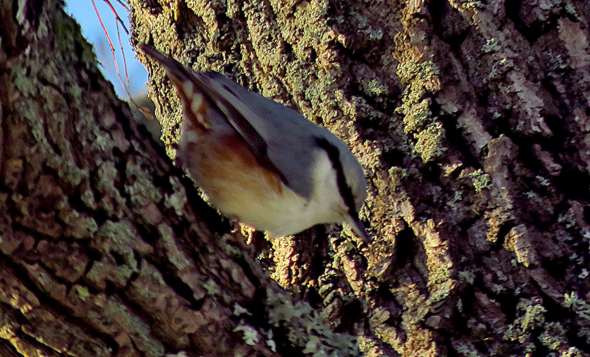 Garrapo eurasiarra - ML646733498