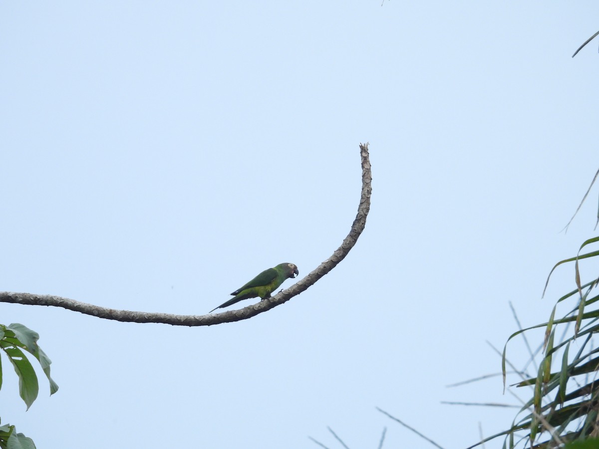 Dusky-headed Parakeet - ML646733499