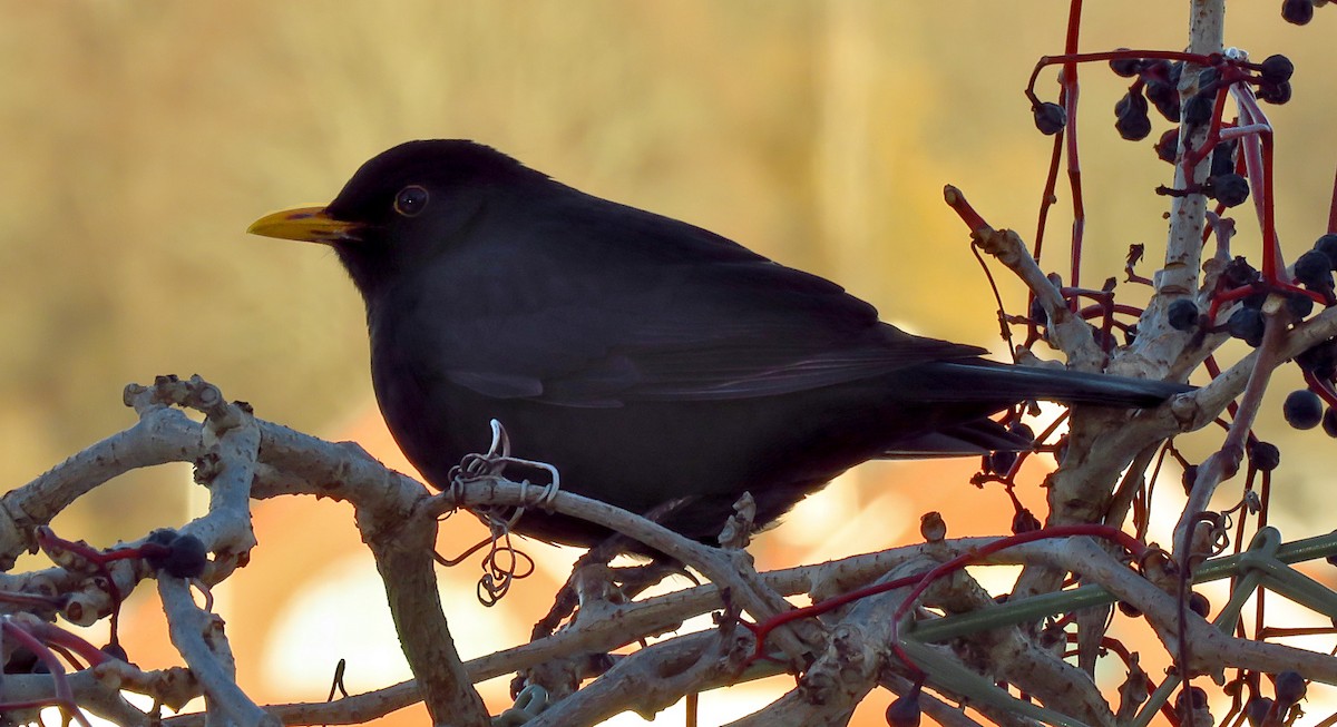 Eurasian Blackbird - ML646733502