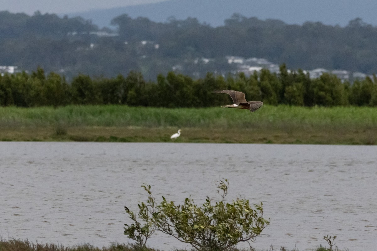 Swamp Harrier - ML646733503