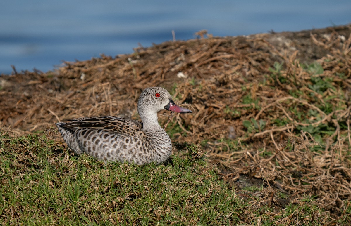 Cape Teal - ML646733504