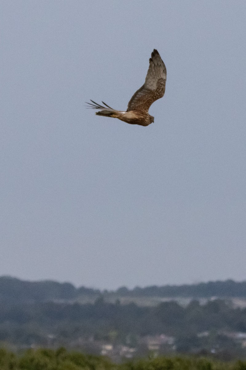 Swamp Harrier - ML646733505