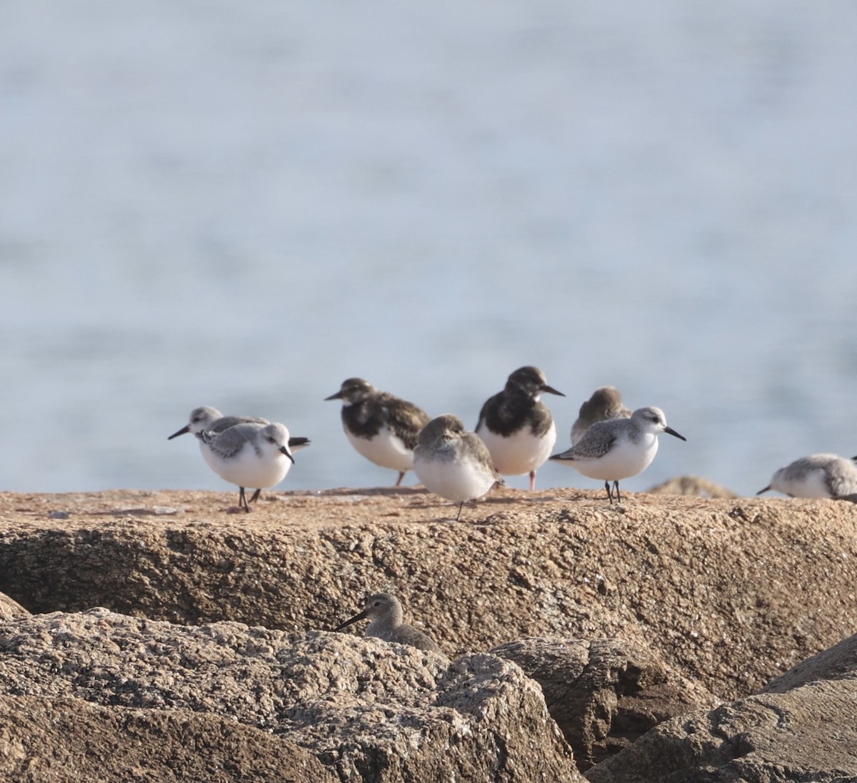 steinvender - ML646733506