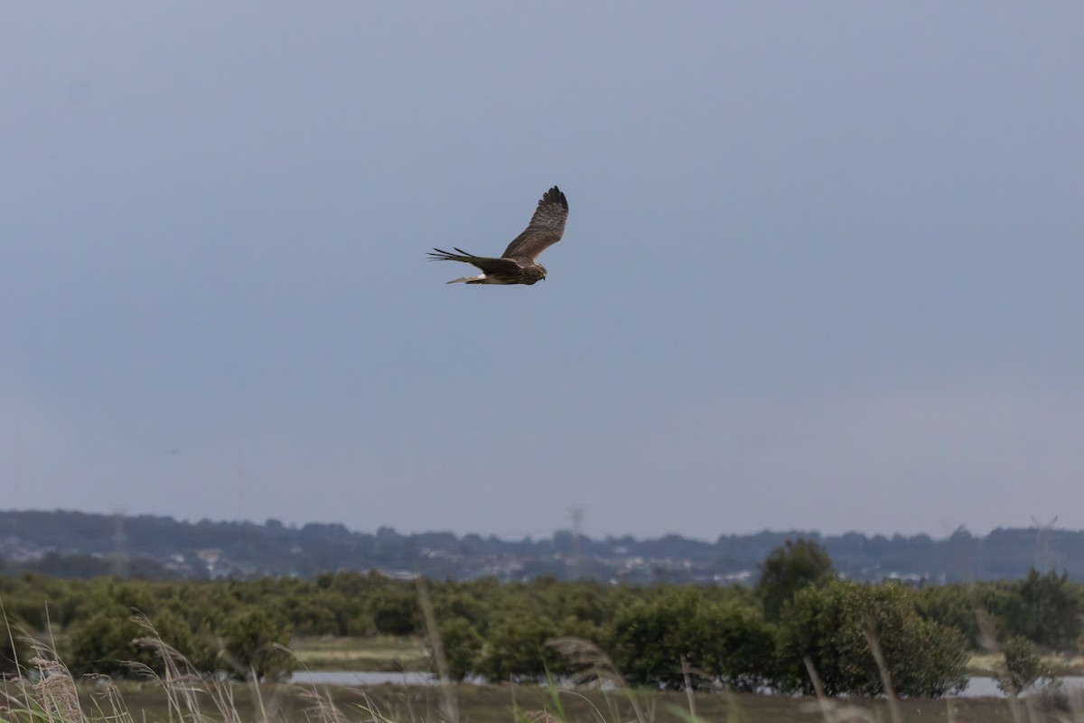 Swamp Harrier - ML646733507