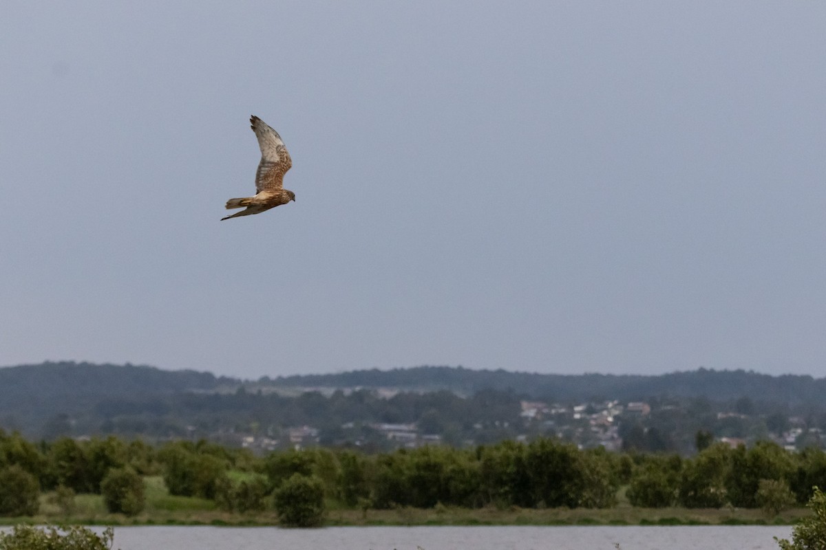Swamp Harrier - ML646733508