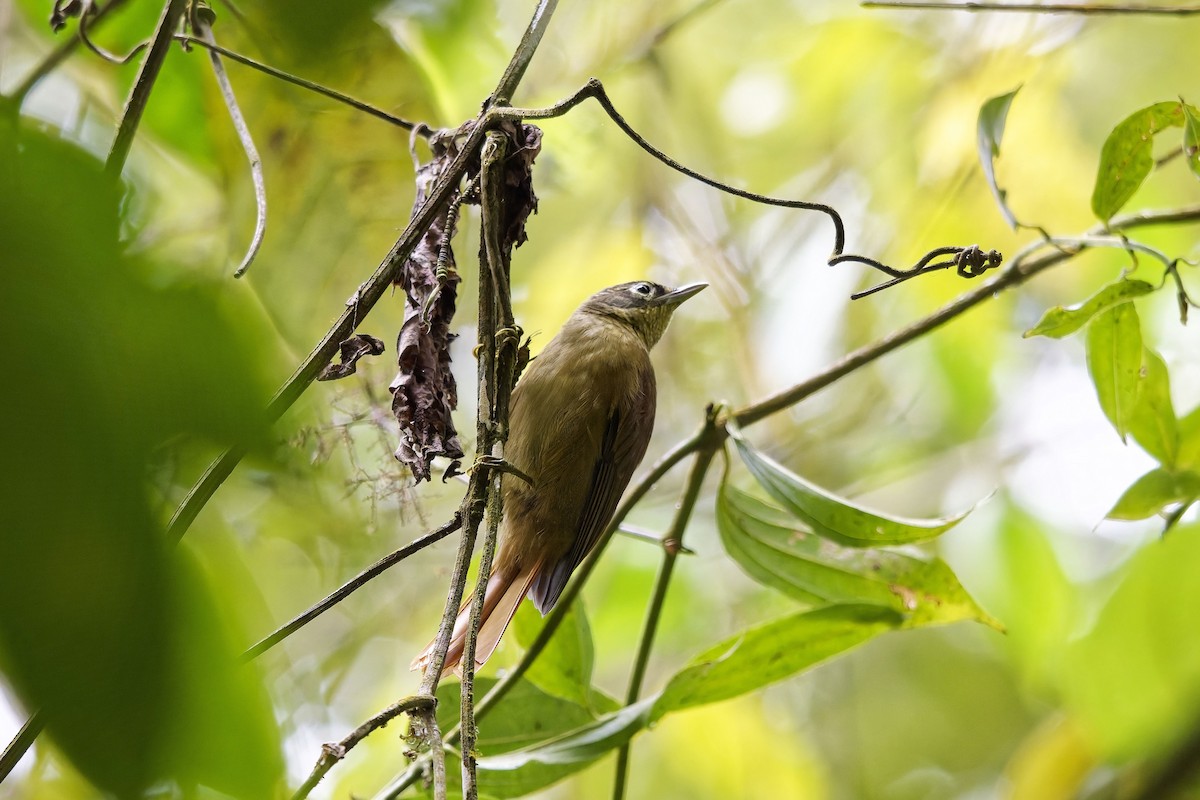 Montane Foliage-gleaner - ML646733510