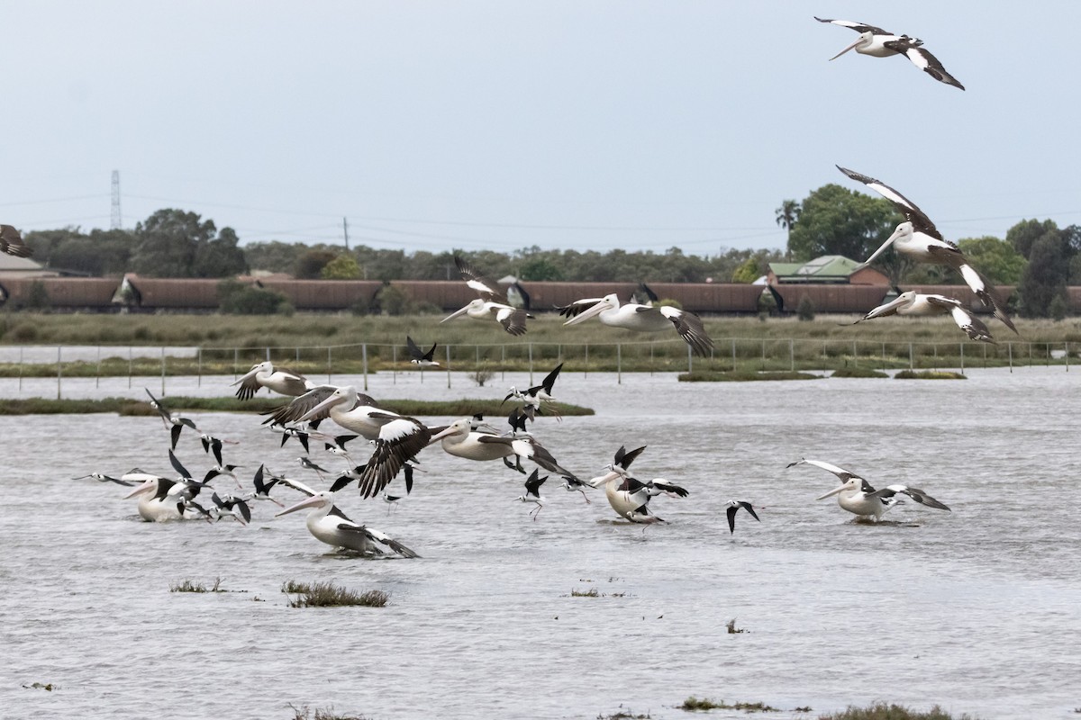 Australian Pelican - ML646733511
