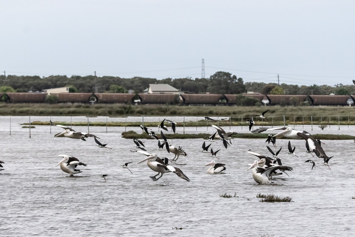 Australian Pelican - ML646733512