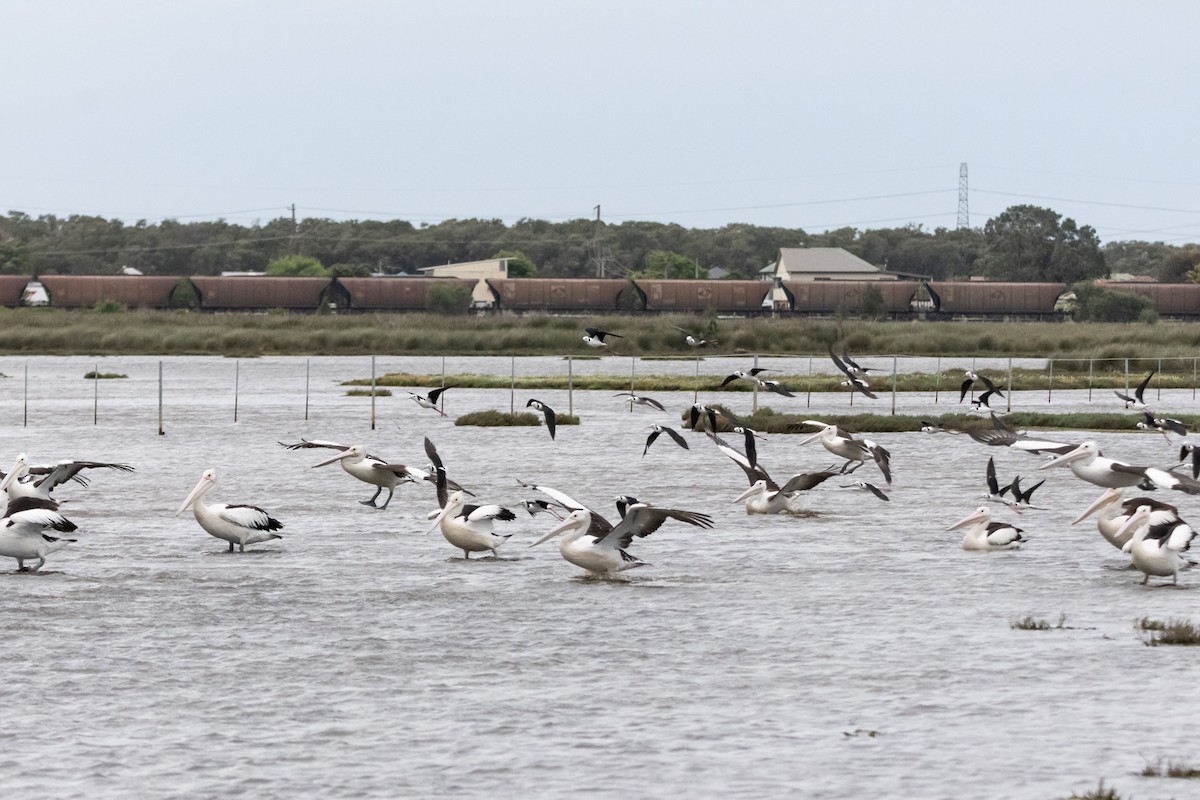 Australian Pelican - ML646733513