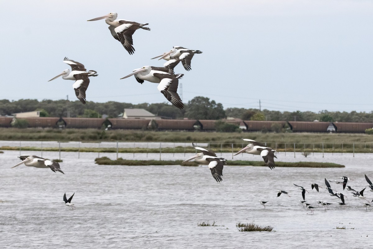Australian Pelican - ML646733514