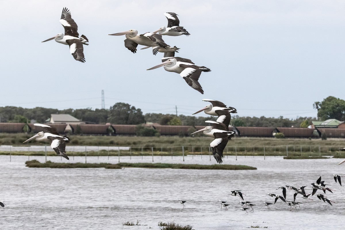 Australian Pelican - ML646733515