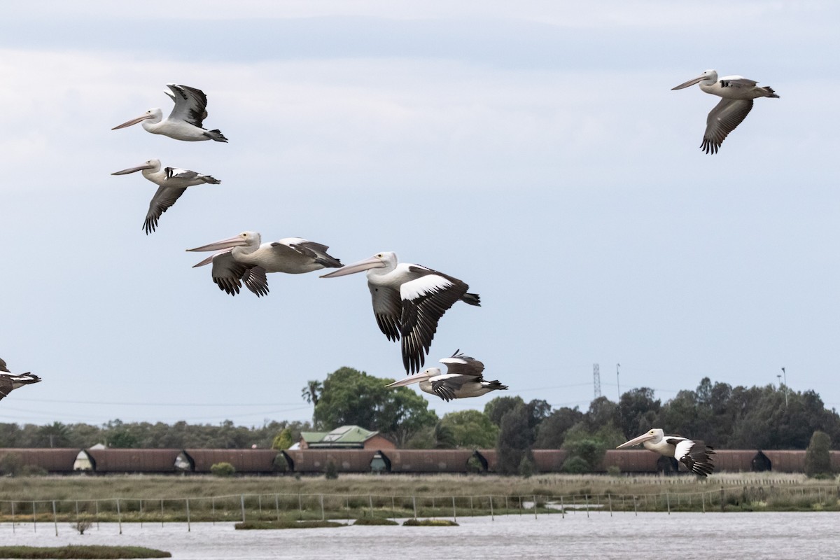 Australian Pelican - ML646733516