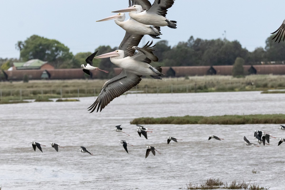 Pied Stilt - ML646733517