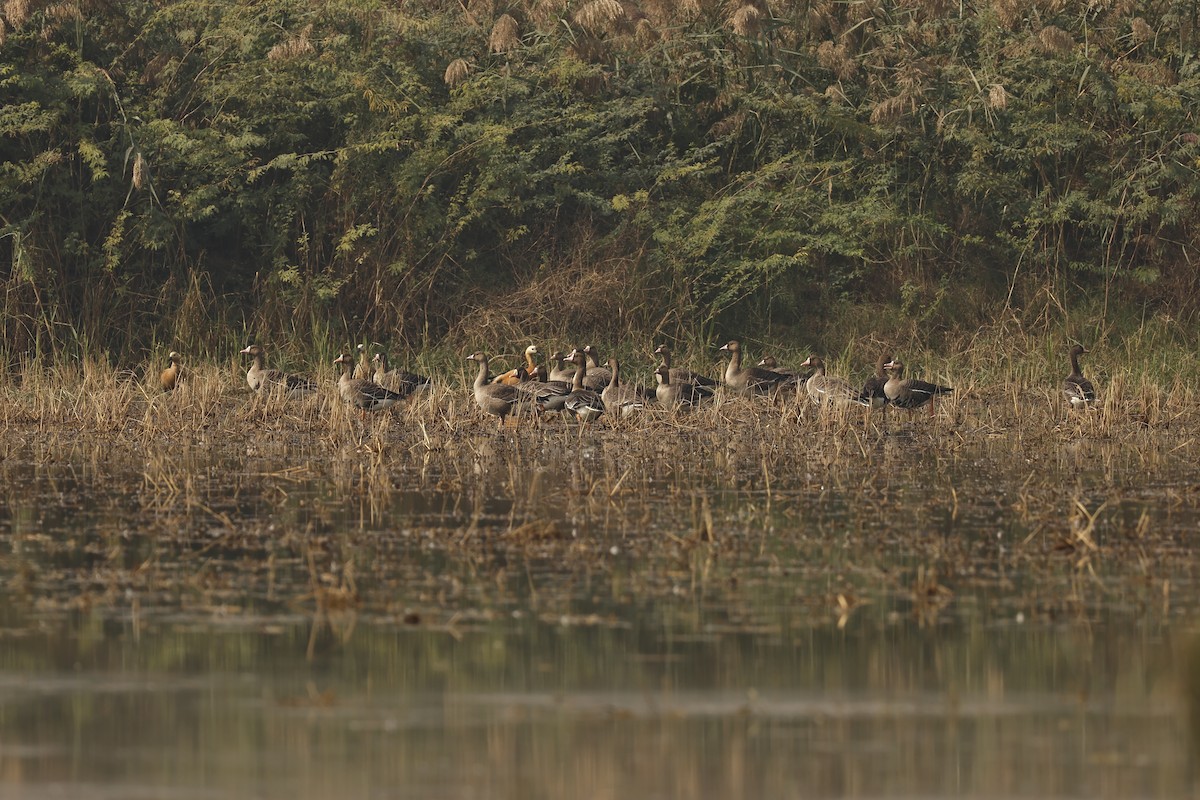 Greater White-fronted Goose - ML646733518