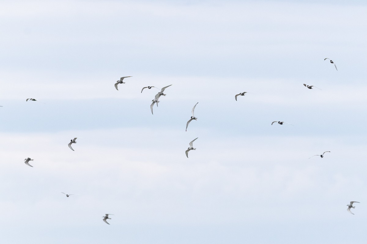 Whiskered Tern - ML646733520