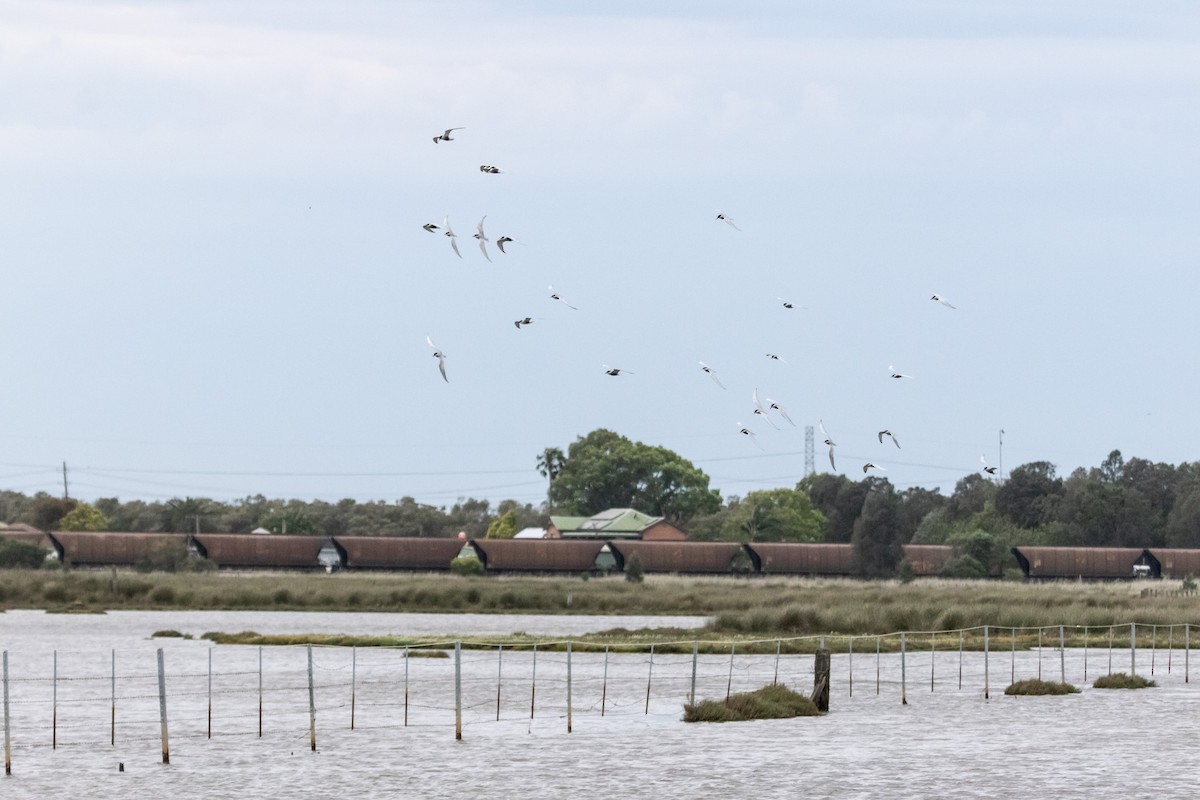 Whiskered Tern - ML646733521