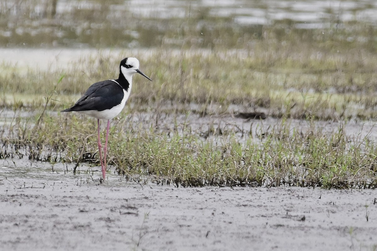 Black-necked Stilt - ML646733522