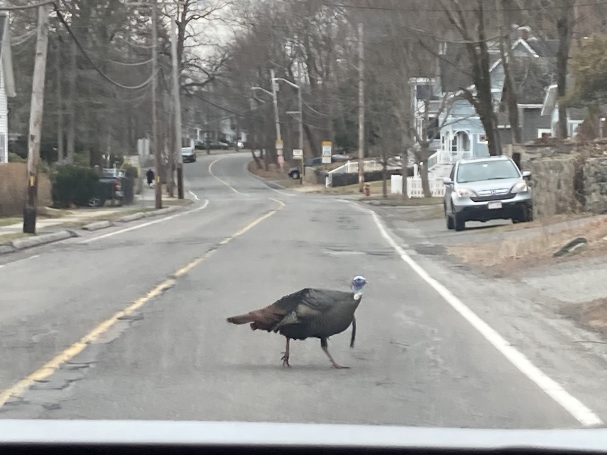 krocan divoký - ML646733523