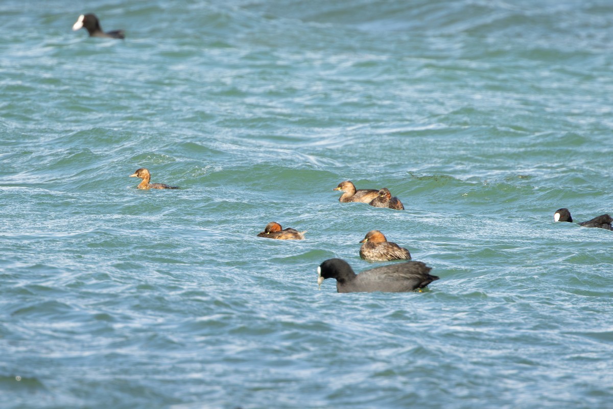 Zampullín Común - ML646733524