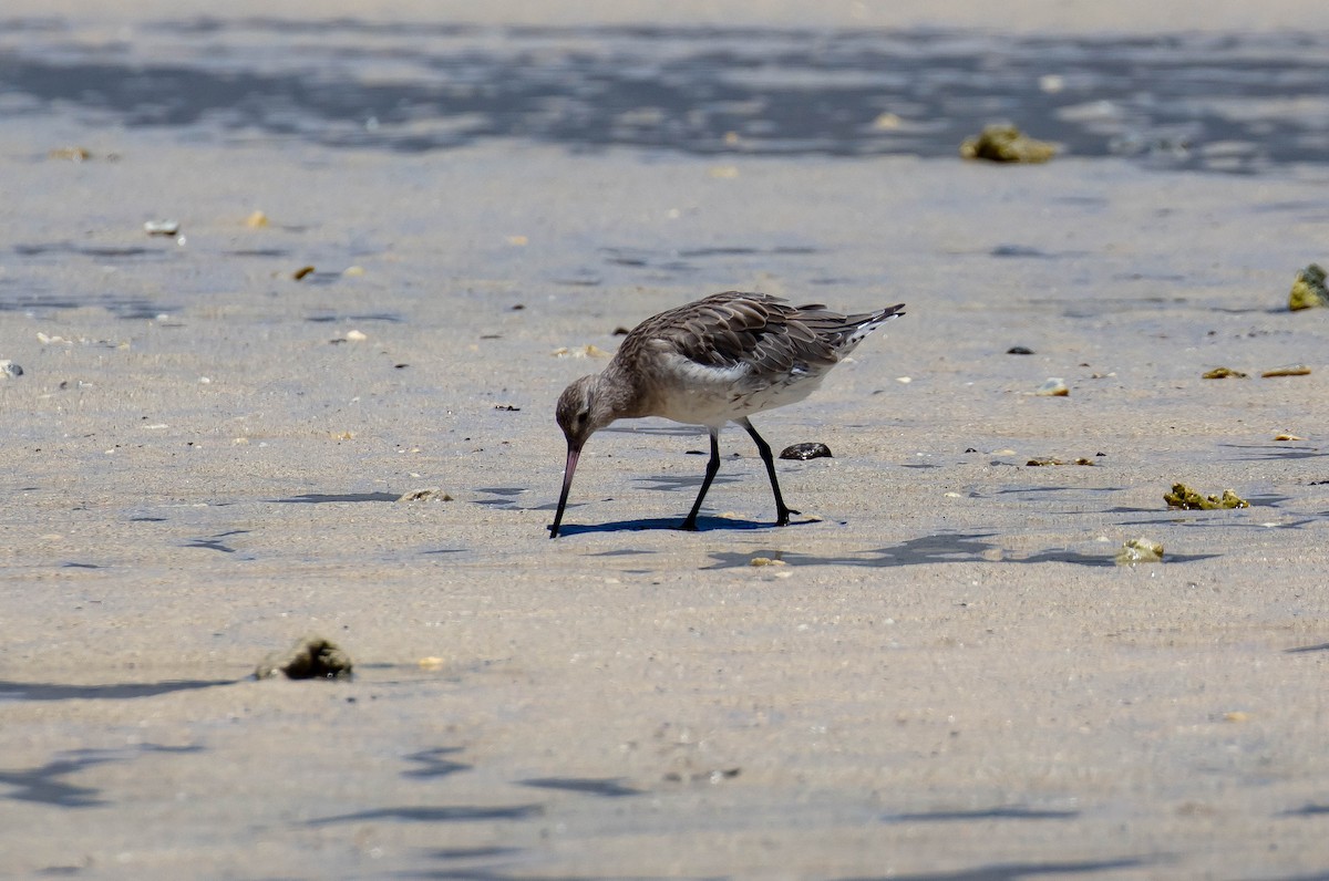 Bar-tailed Godwit - ML646733526