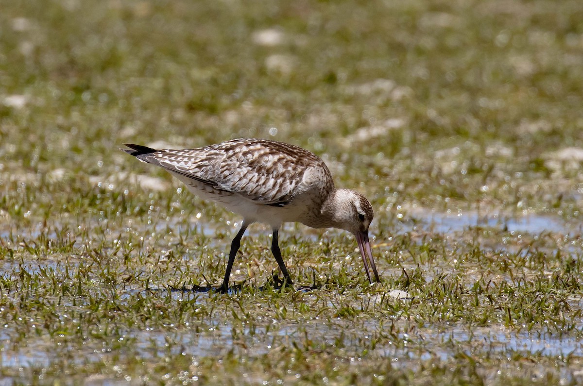 Bar-tailed Godwit - ML646733527