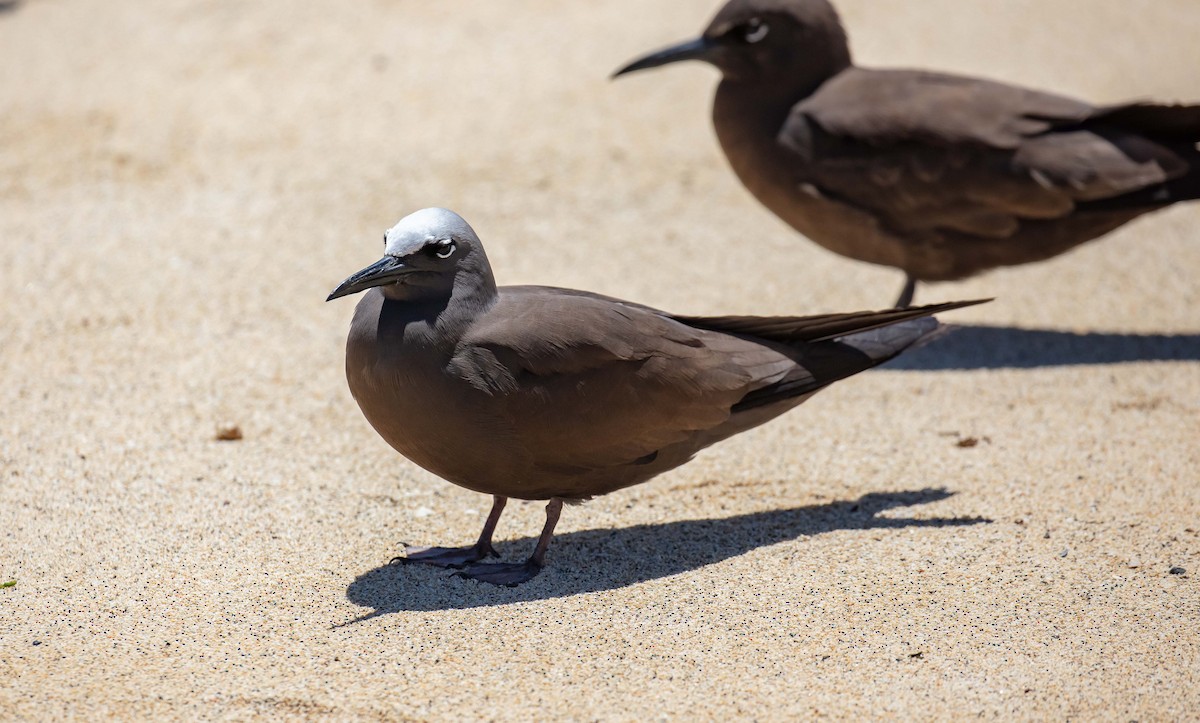 Brown Noddy - ML646733529