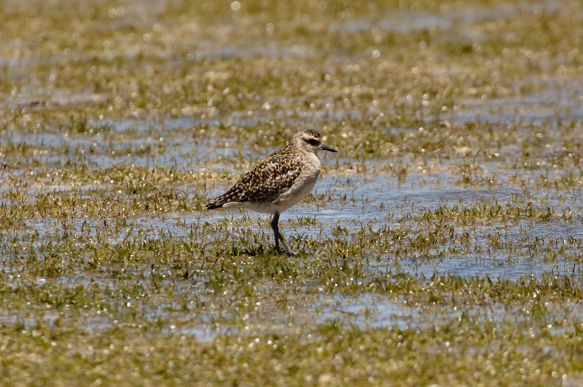 Pacific Golden-Plover - ML646733532