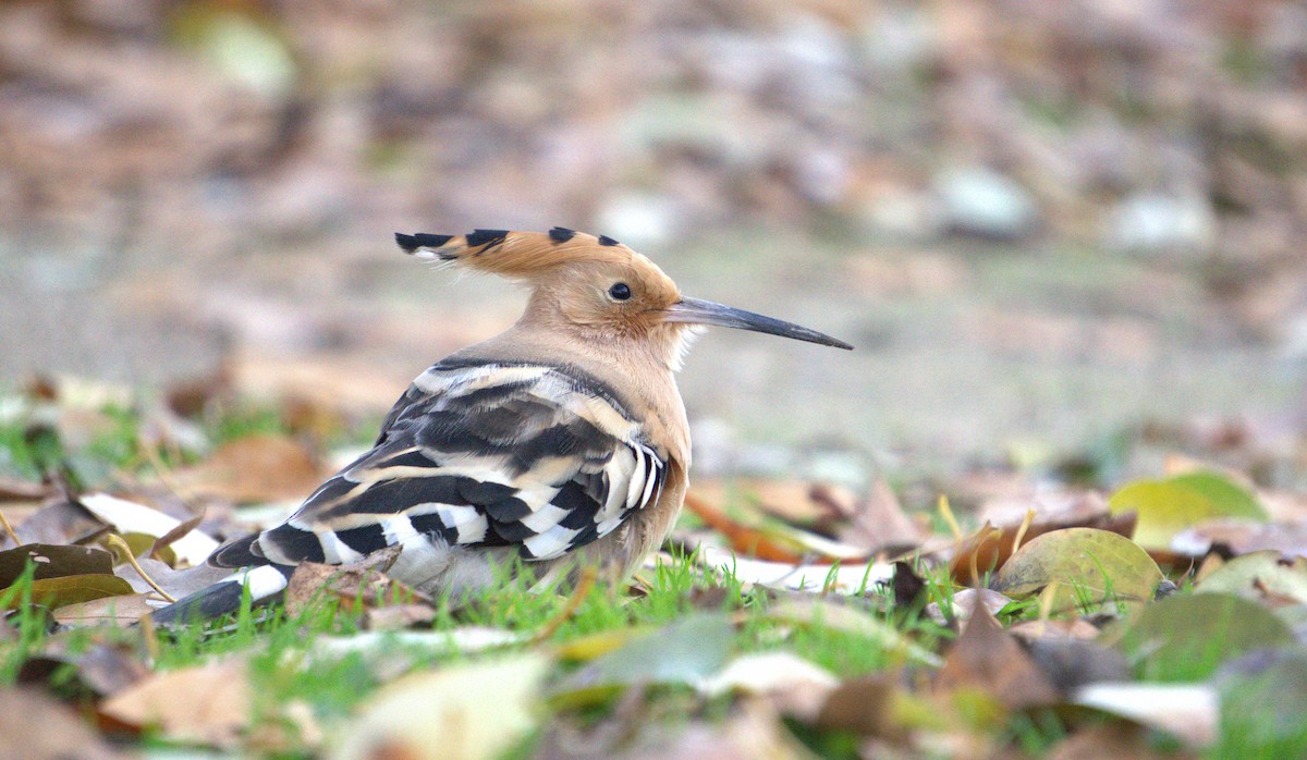 戴勝 - ML646733538