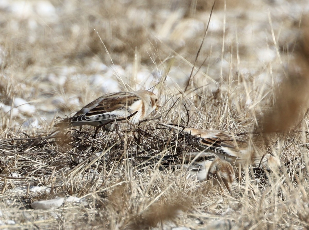 snøspurv - ML646733540