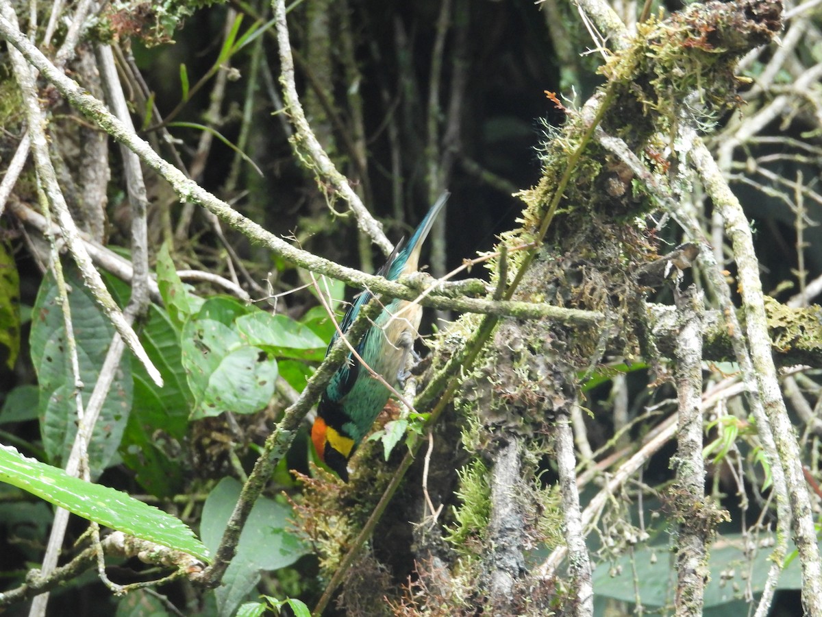 Saffron-crowned Tanager - ML646733542