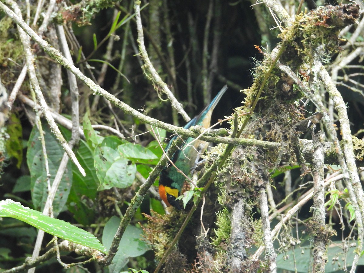 Saffron-crowned Tanager - ML646733543