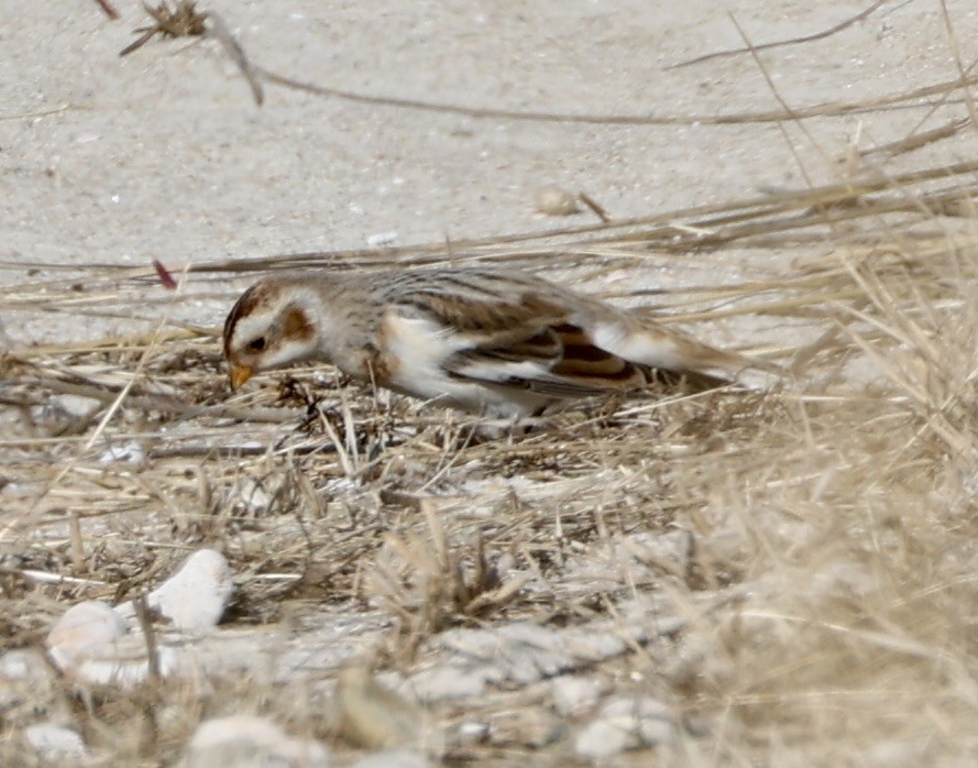 snøspurv - ML646733544