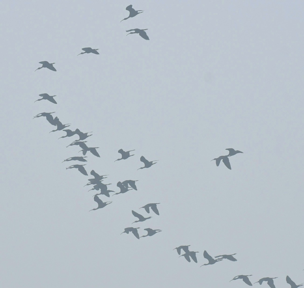 Glossy Ibis - ML646733547